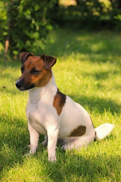 Jack Russell Terrier Gładkowłosy