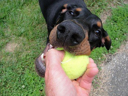 Chcę piłkę!