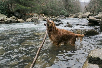 golden retriever gra w górskiej rzece