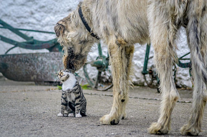 wilczarz irlandzki bawi się z kotem