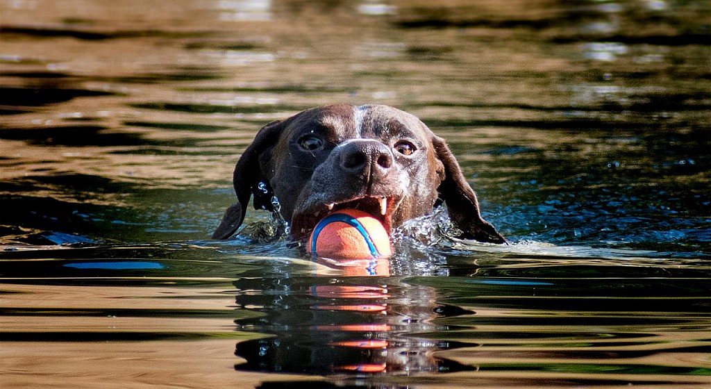 Kurzhaar – wielki miłośnik pływać