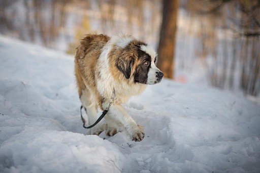 Moskiewski pies stróżujący