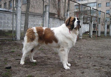 Moskiewski pies stróżujący