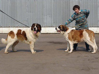 Wychowanie moskiewskiego psa stróżującego