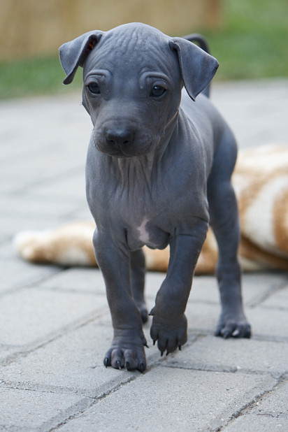 American naked terrier puppy