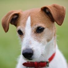 Parson-Russell Terrier